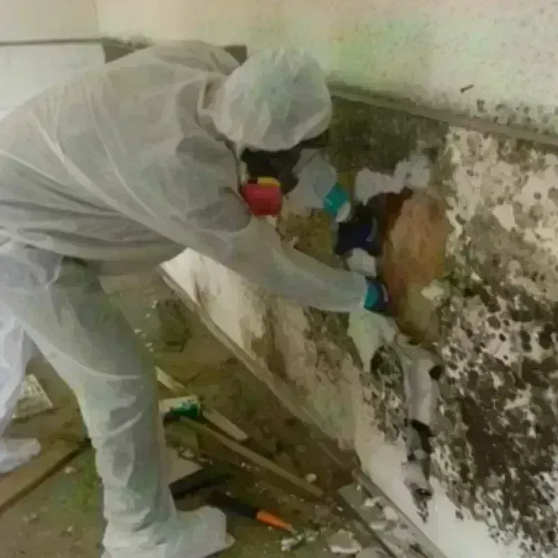 Mold Remediation and Removal in Canton, OH